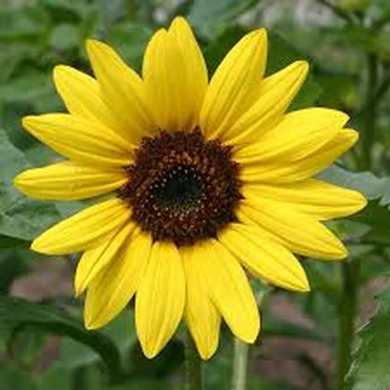 5 Ltr Zinc Pot – Helianthus Sunsation