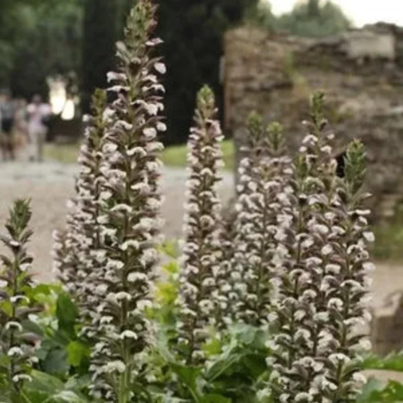 ACANTHUS Mornings Candle
