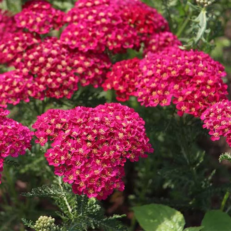 Achillea Millefolium Achillea Tutti Pomegranate (2Ltr Pot)