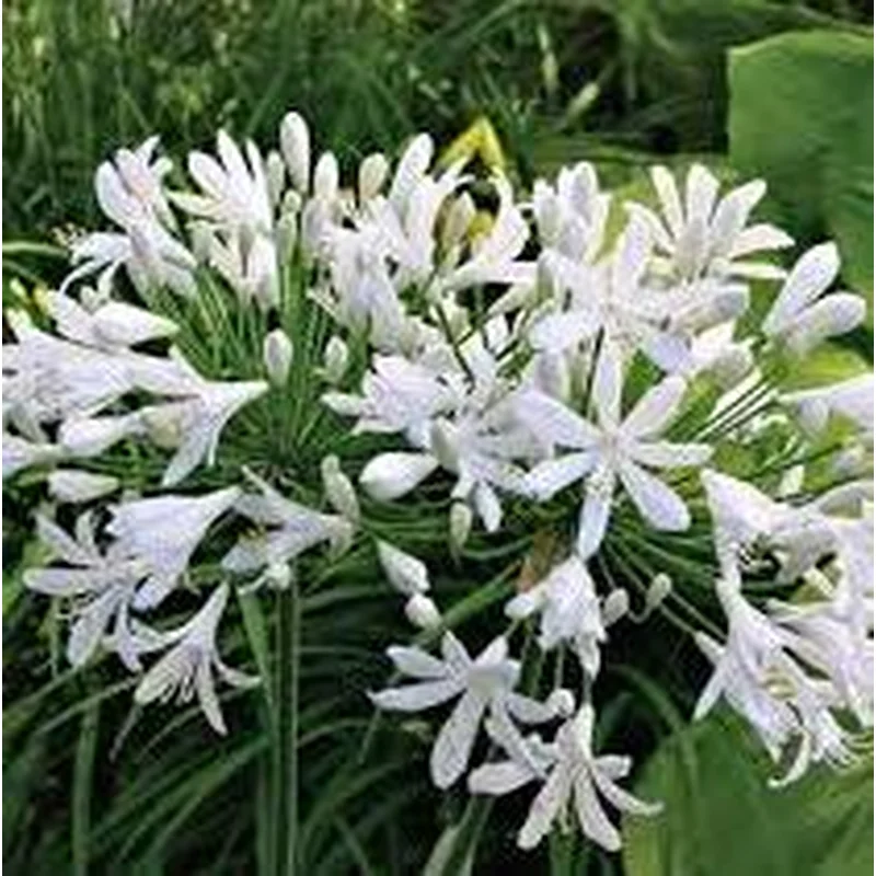 AGAPANTHUS White Heaven