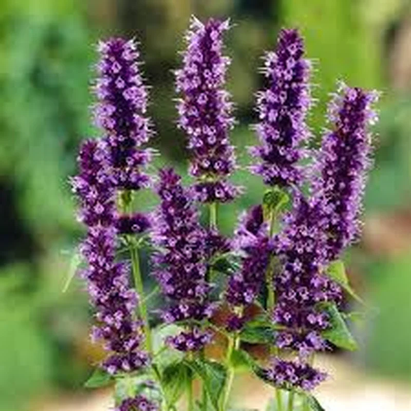 AGASTACHE rug. Beelicious Pink