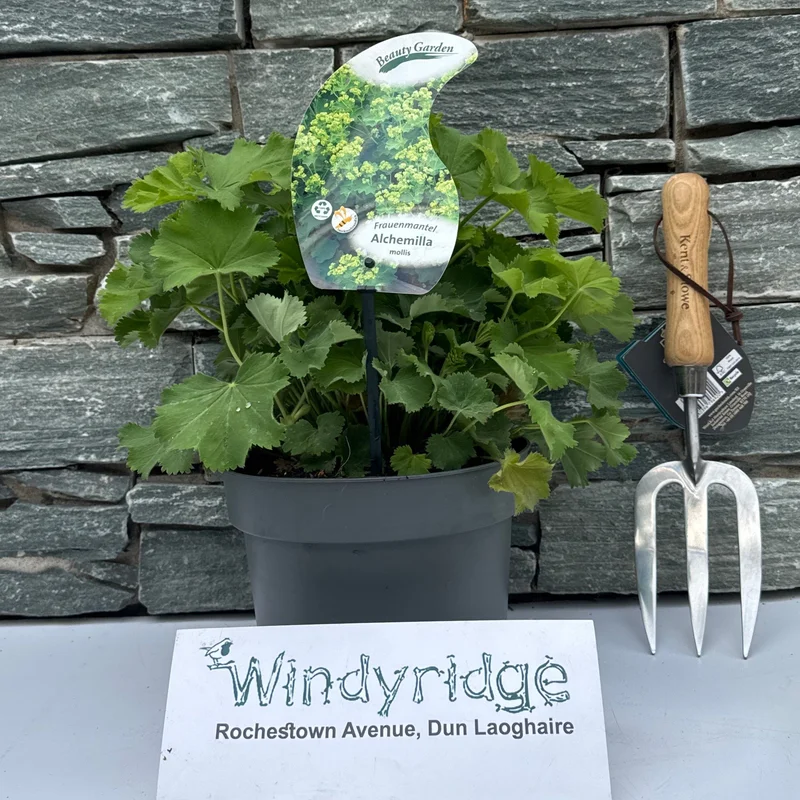 Alchemilla mollis3 Ltr pot