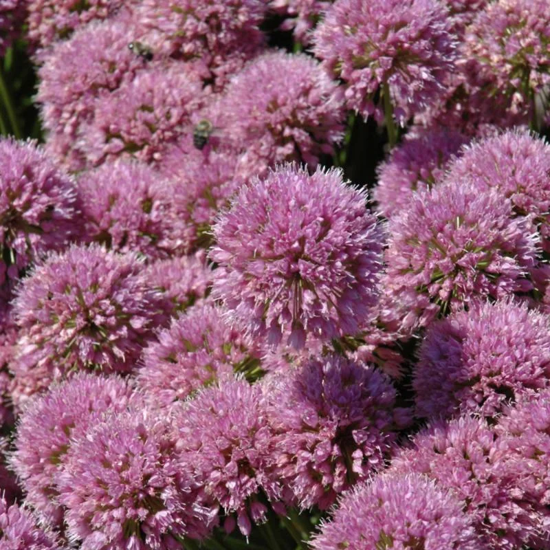 Allium ‘Millenium’