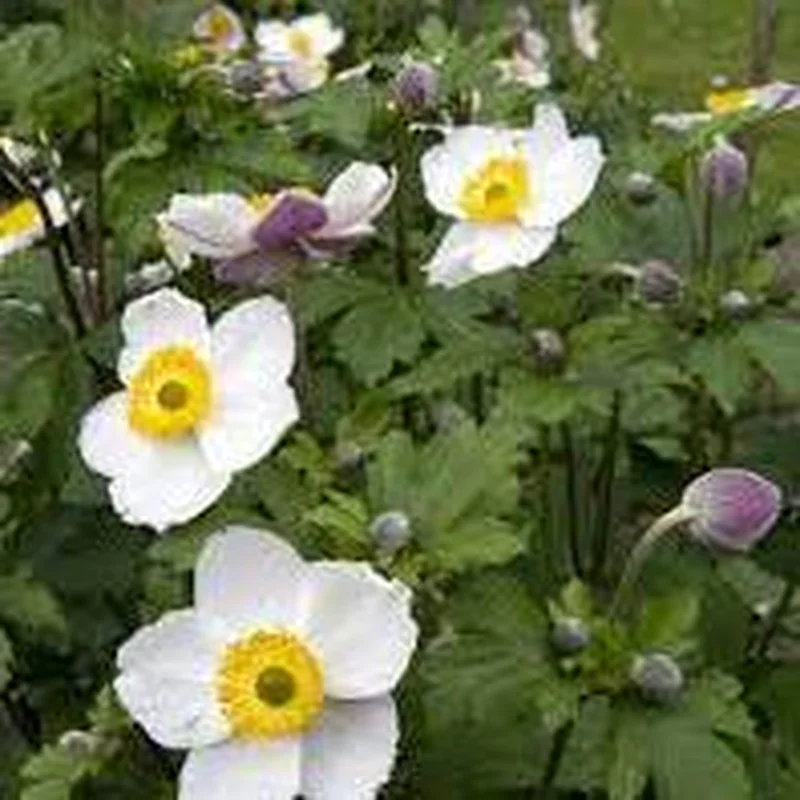 ANEMONE Elfin Swan