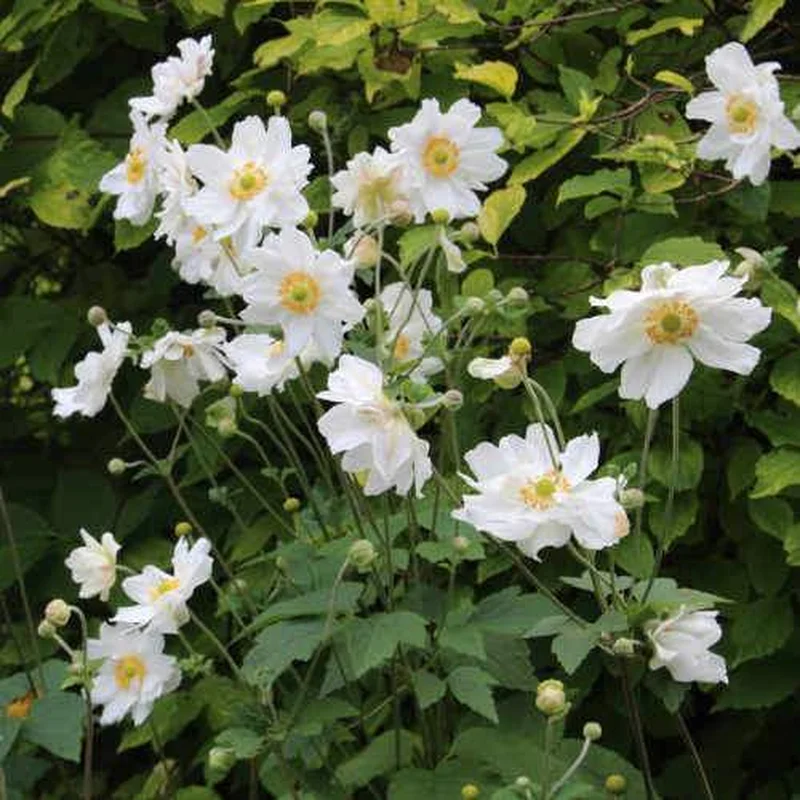 Anemone Honorine Jobert
