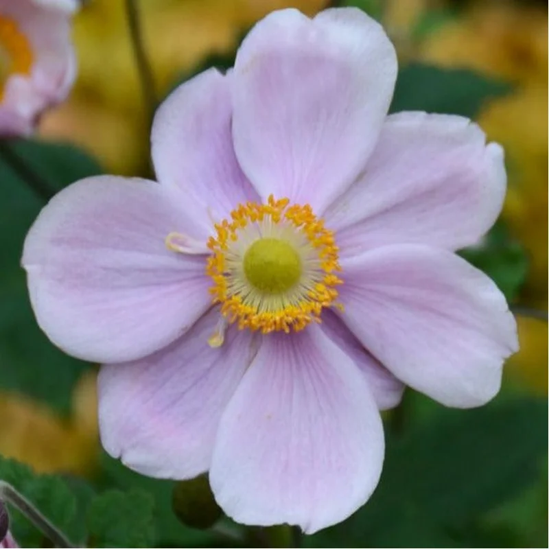 Anemone Queen Charlotte