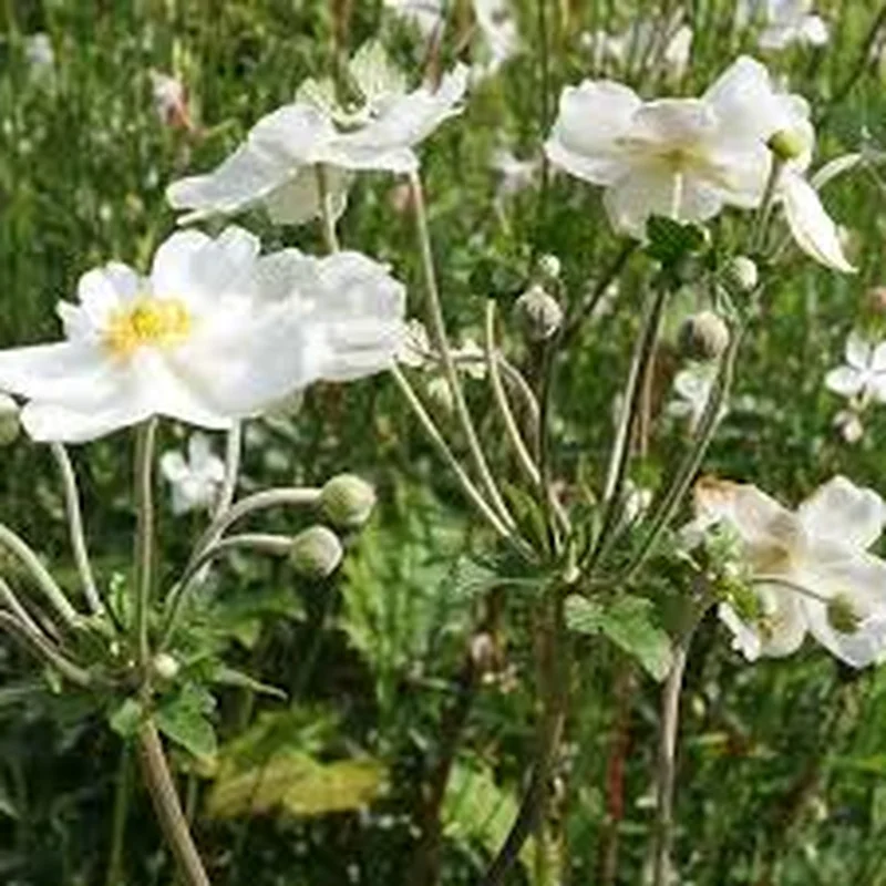 AnemoneElite Pure White