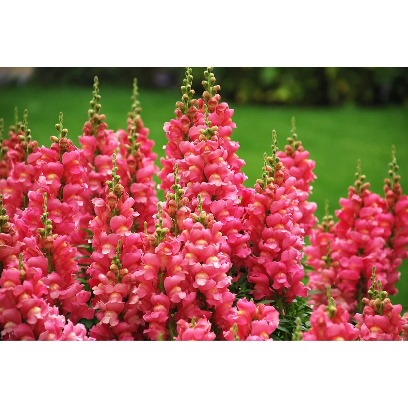 Antirrhinum Candy Rose