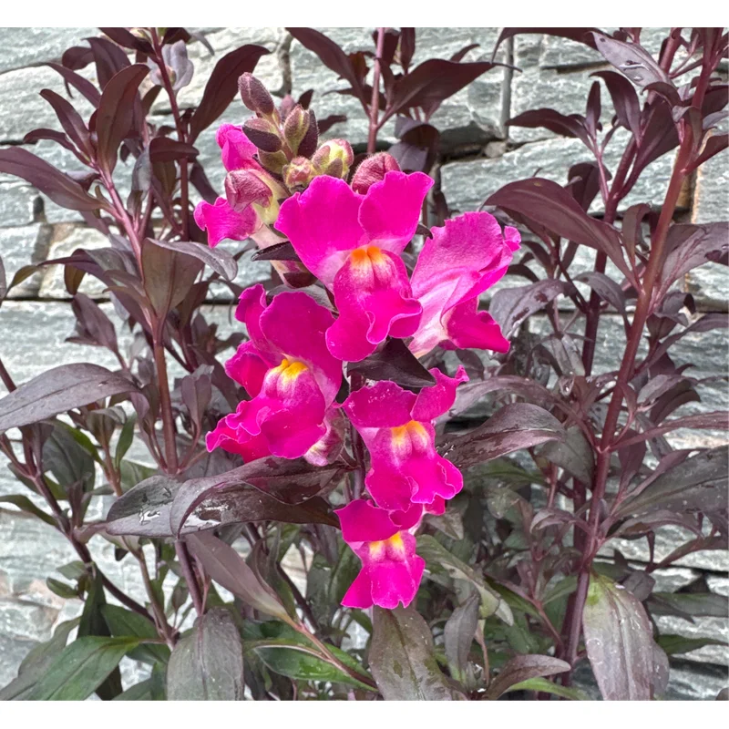 Antirrhinum Snap in Black Hot Pink 5 Ltr