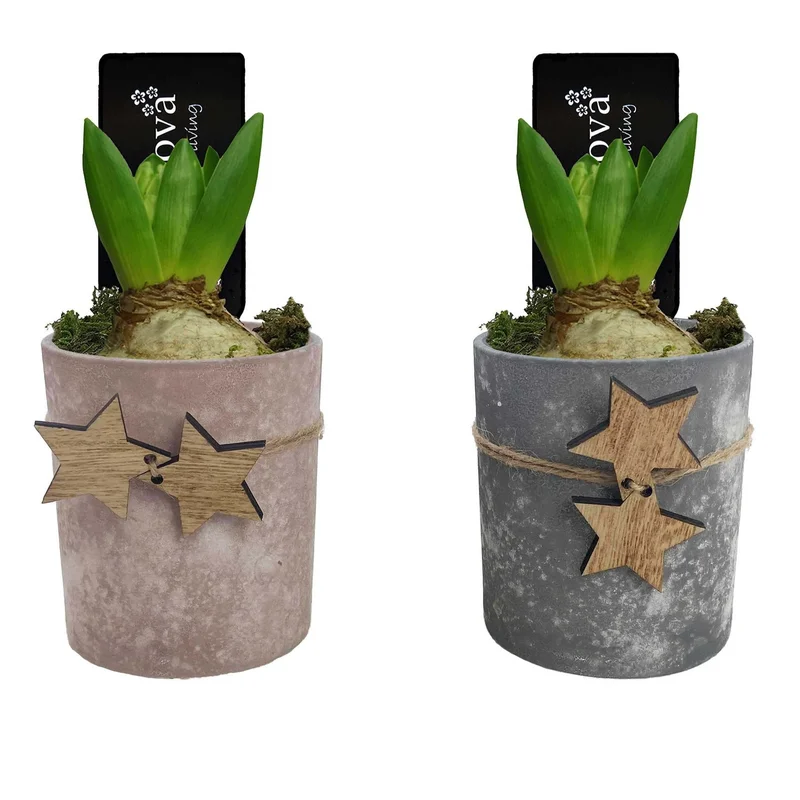 Arr. Hyacinthus – Frosty Star