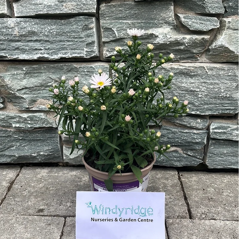 Aster dumosus mixP12