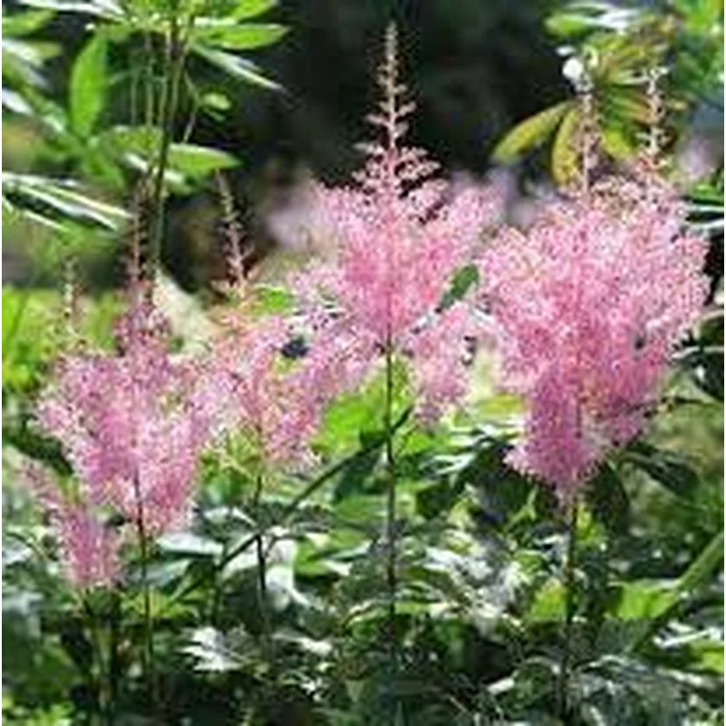 ASTILBE simp. Super Sprite