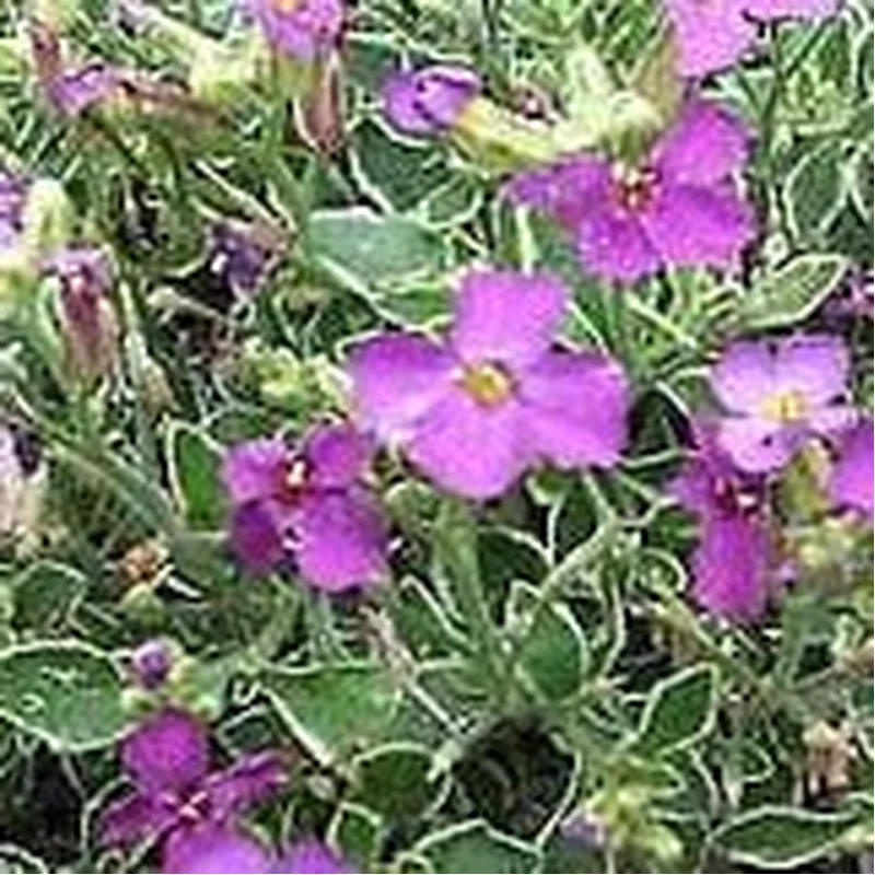 AubrietaDr Mules Variegata