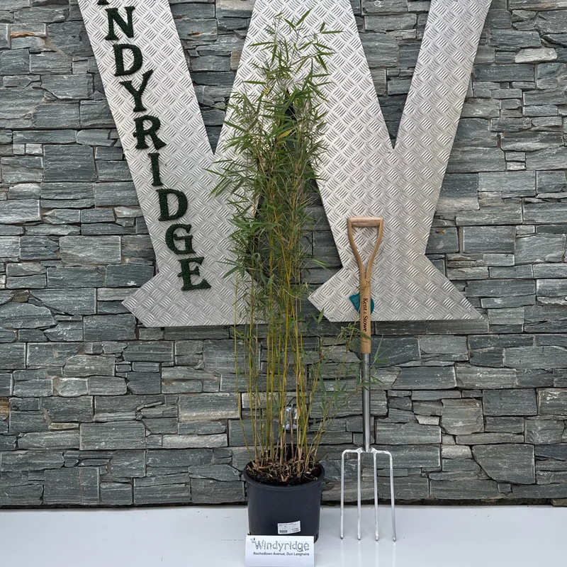Bamboo Fargesia robusta Campbell(10Ltr Pot)