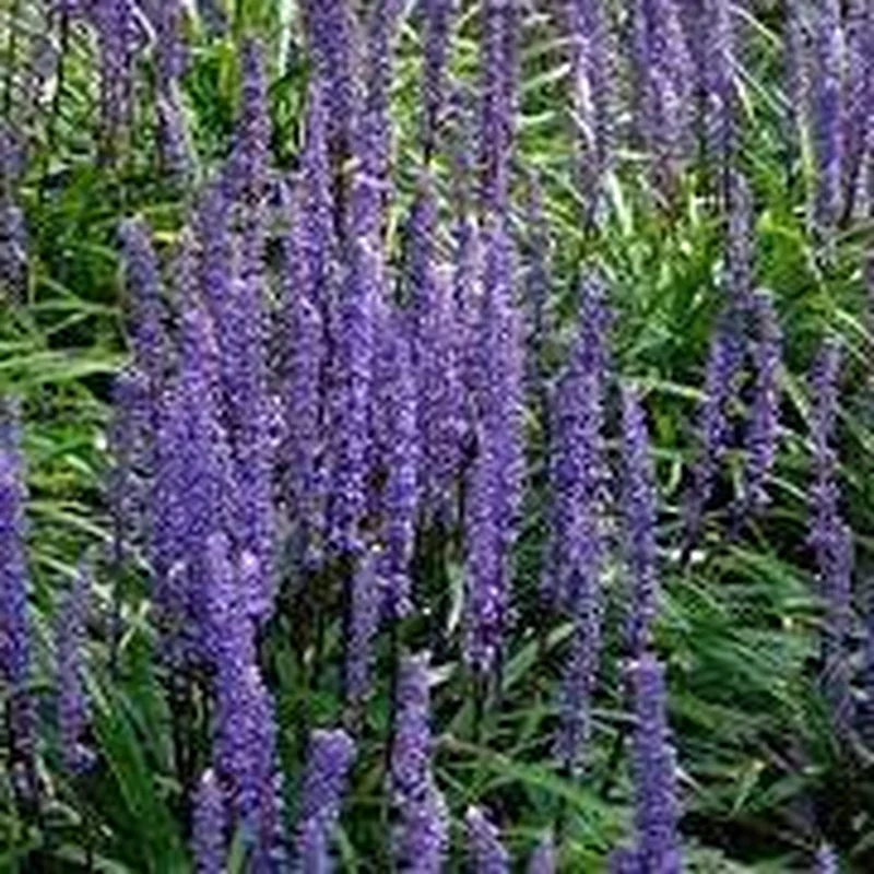 Big Blue Lilyturf (Liriope Muscari Moneymaker)