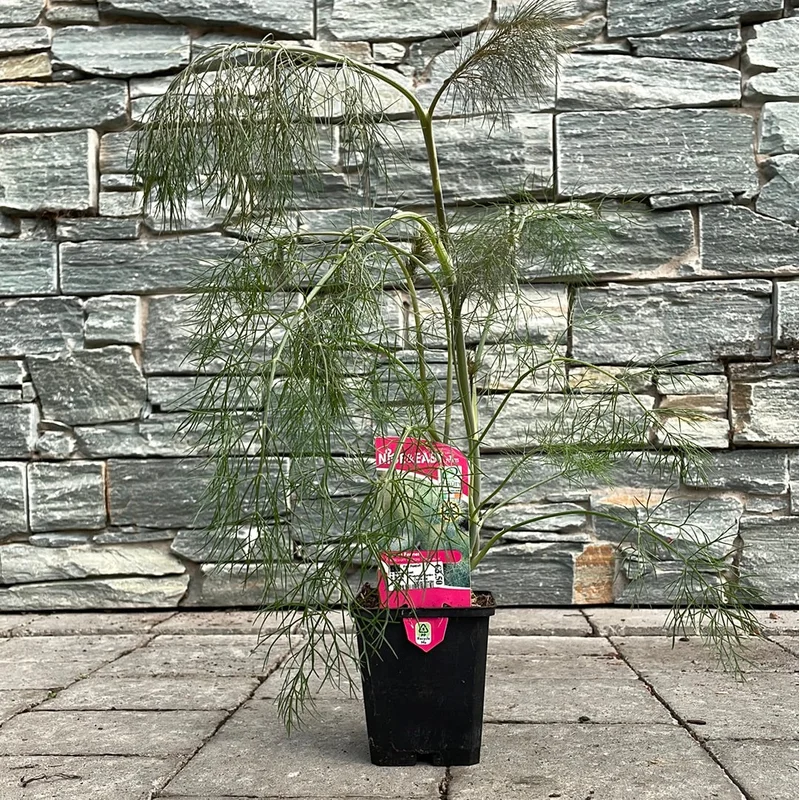 Bronze Fennel