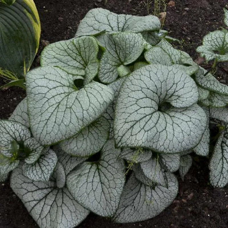 BRUNNERA mac. Sterling Silver