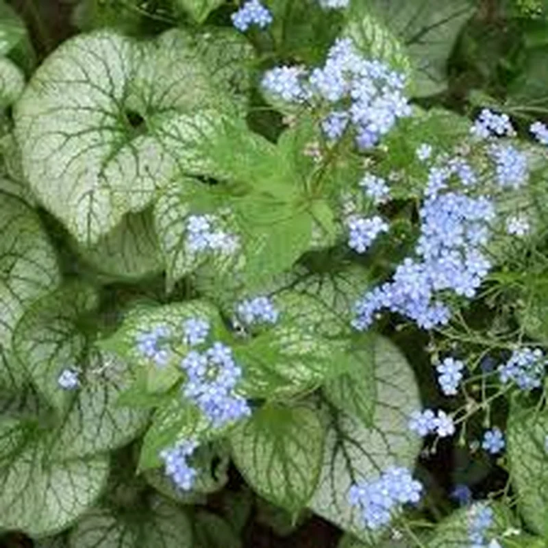 Brunnera macr. Jack Frost2 Ltr pot