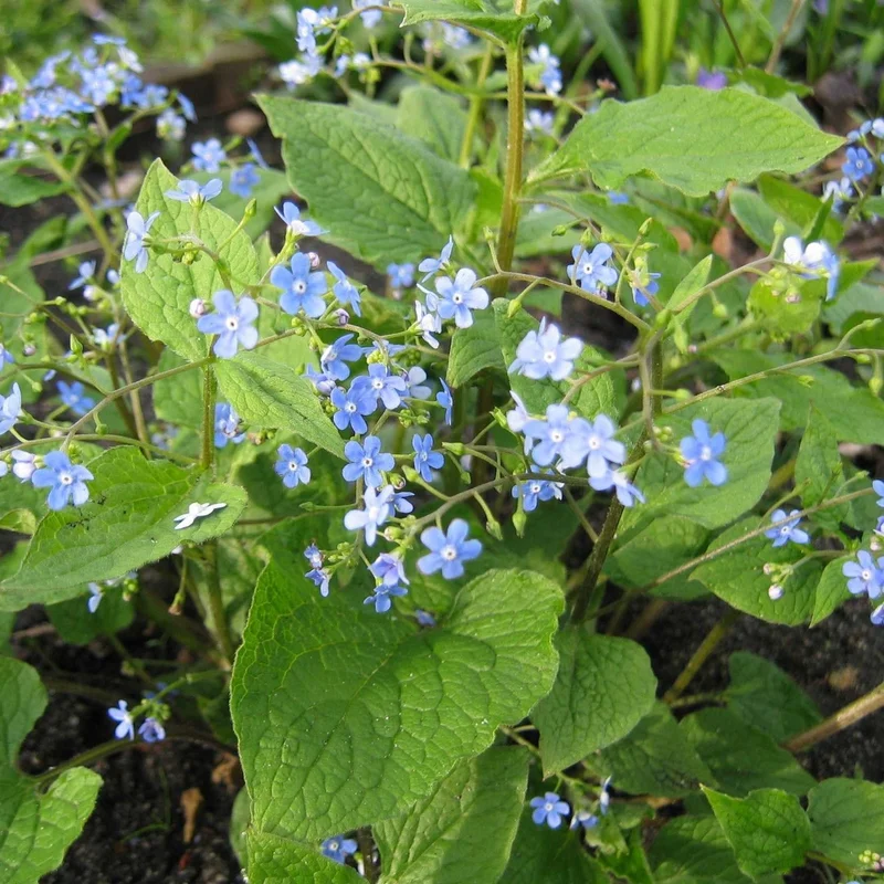 Brunnera macrophylla 2L