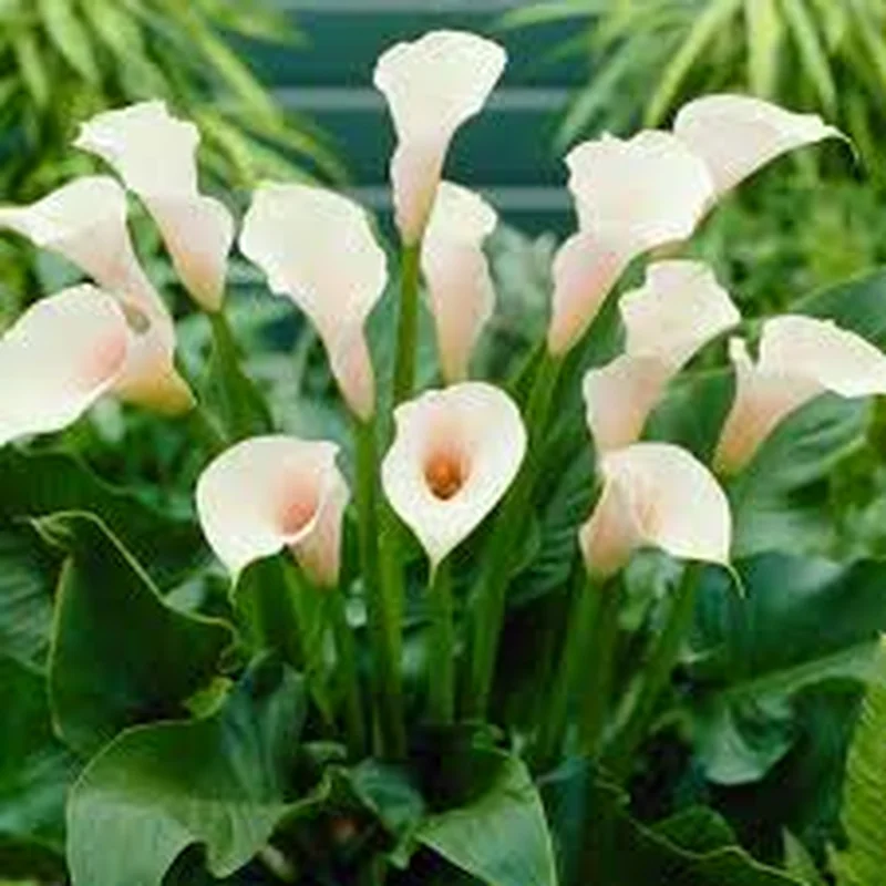 Calla Lily Zantedeschia Aethiopica (2Ltr Pot)
