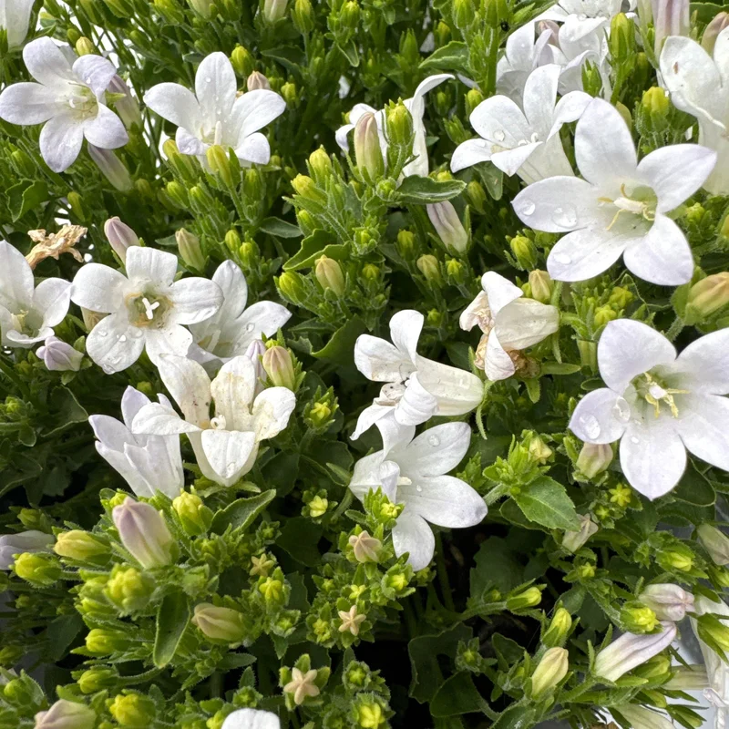 CAMPANULA ZENN WHITE