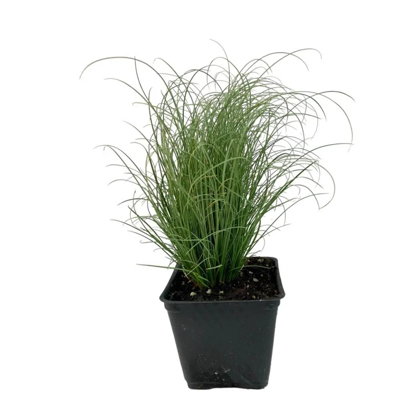 Carex comans ‘Frosted Curls’