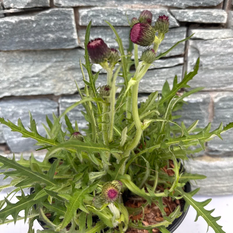 CIRSIUM atropurpureum 3L