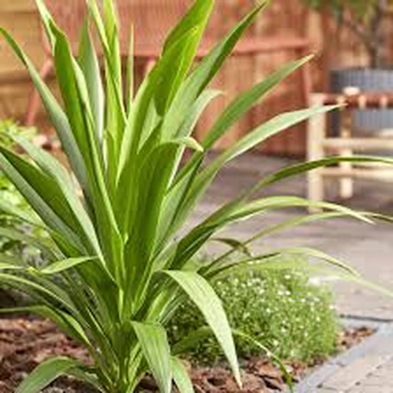 CORDYLINE AUSTRALIS CLT 18 H 125CMSTELO SING.