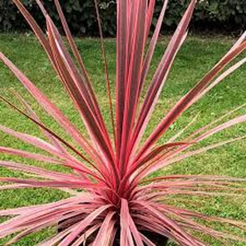 Cordyline ‘Charlie Boy’