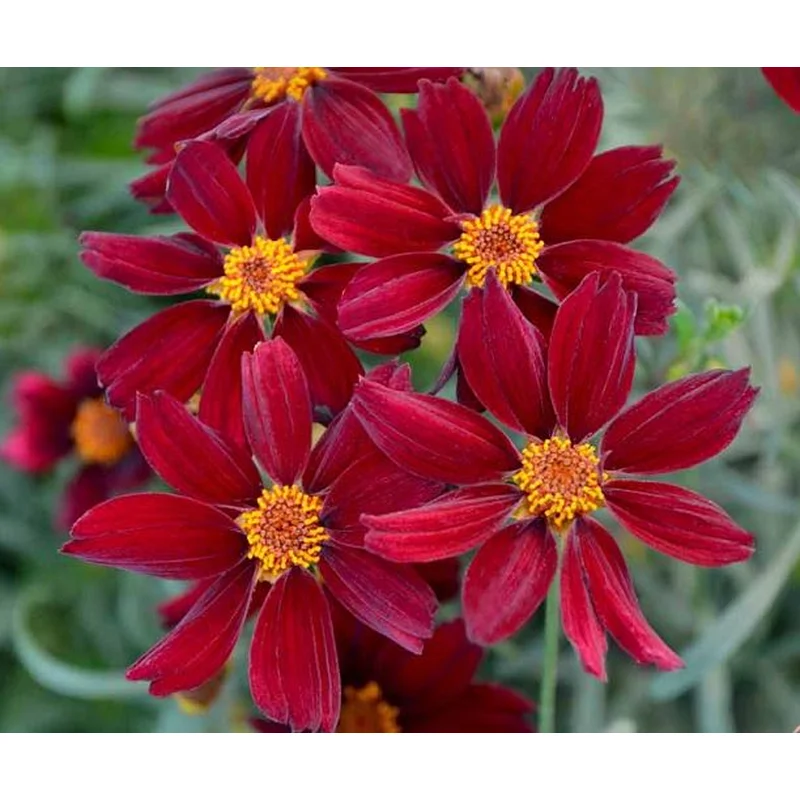COREOPSIS ‘RED SATIN’