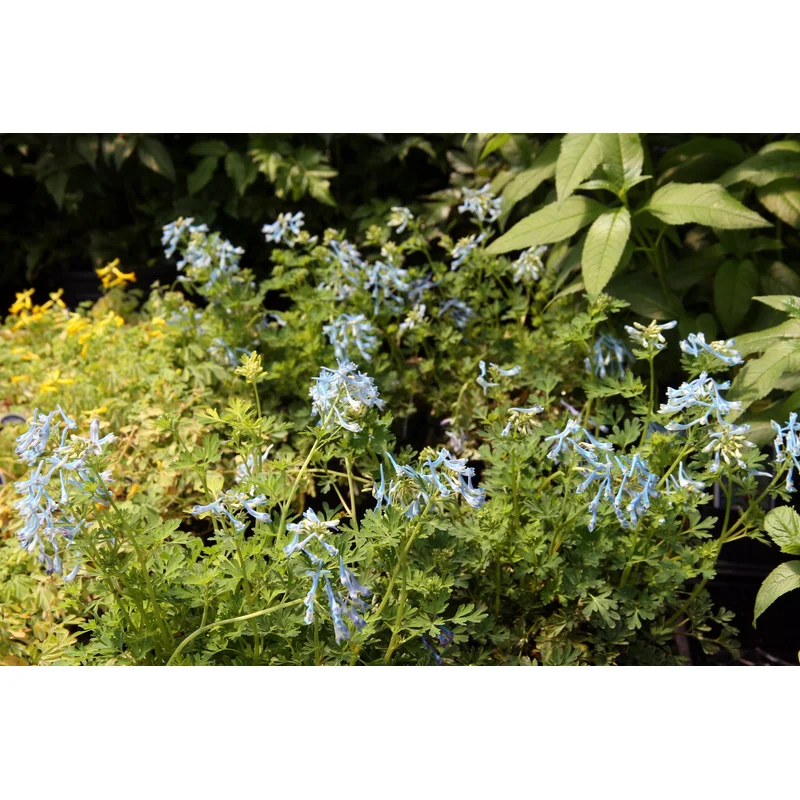 CORYDALIS elata