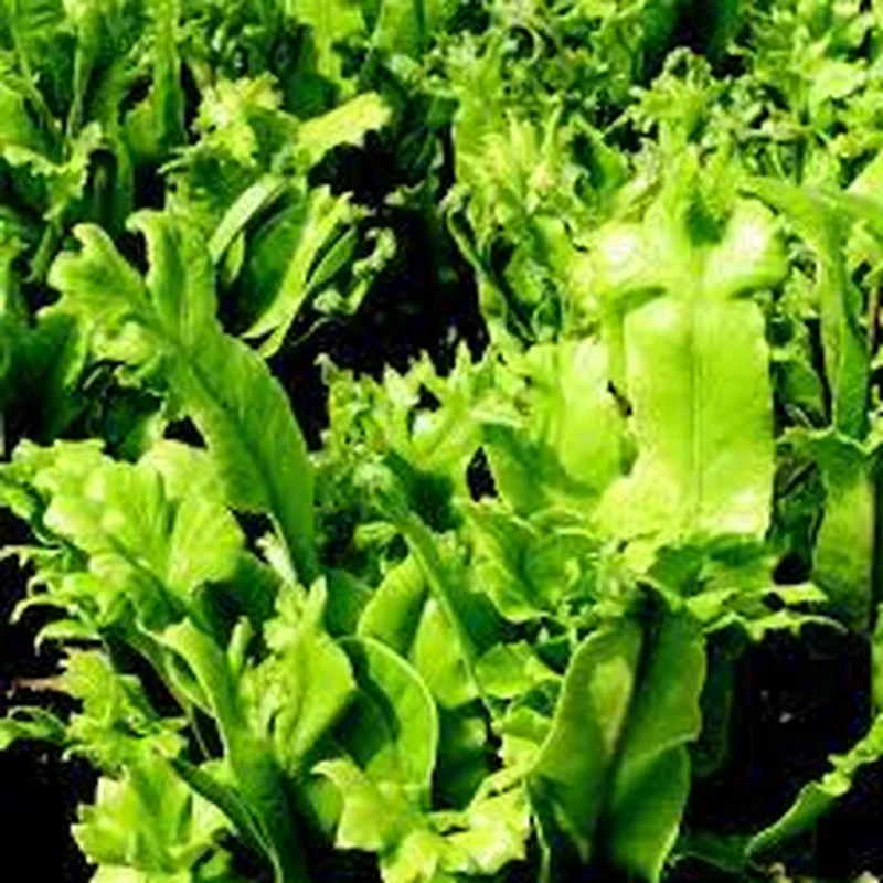 Crested Harts Tongue Fern (Asplenium Scoopendrium Cristata)