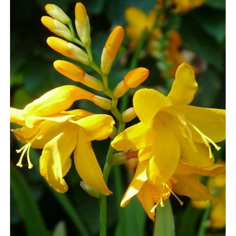 Crocosmia Buttercup