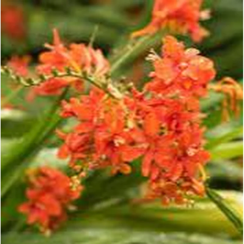 CROCOSMIA Princess
