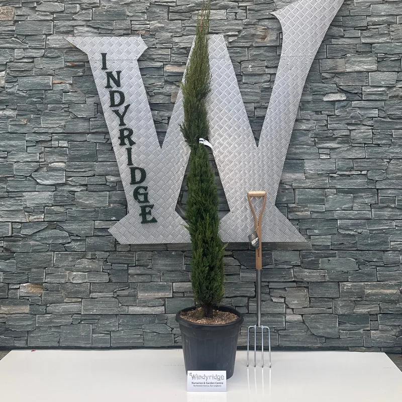 CUPRESSUS SEMP. PYRAMIDALIS CLT 25 H 150 – 175 CM