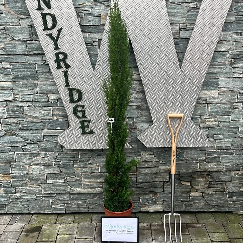 CUPRESSUS SEMP. TOTEM CLT 7/10 H 80 – 100 CM