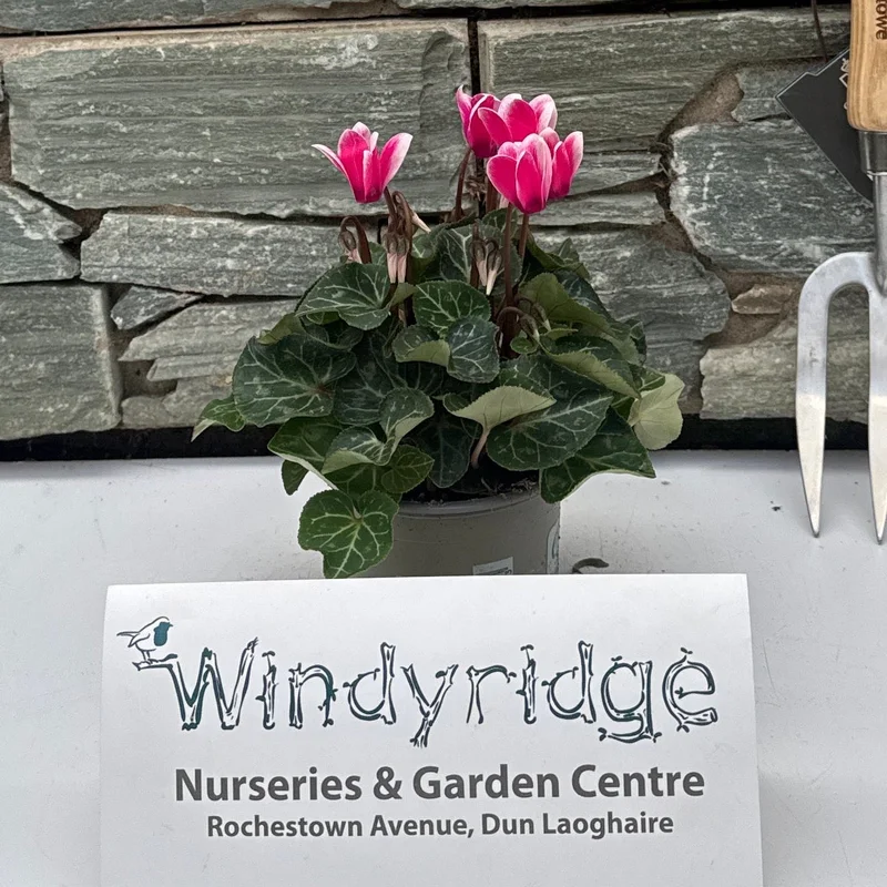 Cyclamen mini Flamed Pink 10.5cm