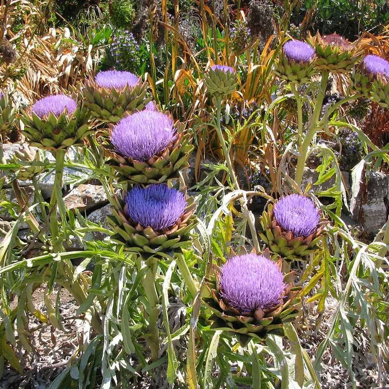 CYNARA scolymus
