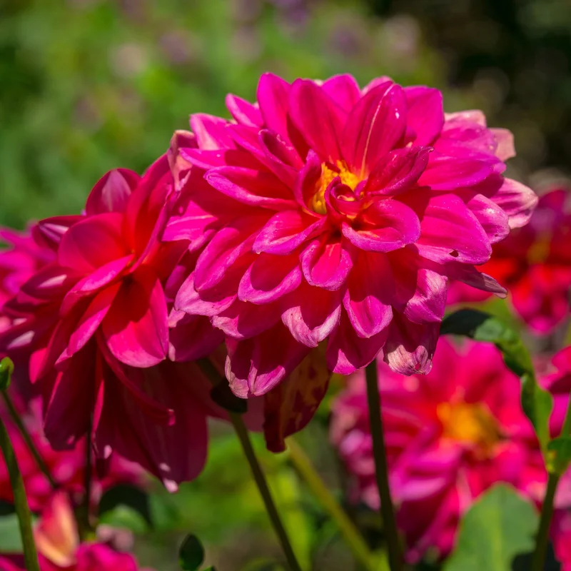 DAHLIA Dreamy Dance