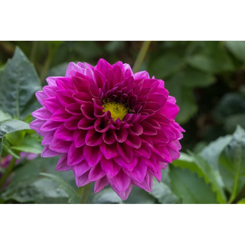 Dahlia maxi Castillo