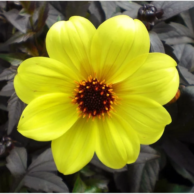 Dahlia Mystic Illusion 2L