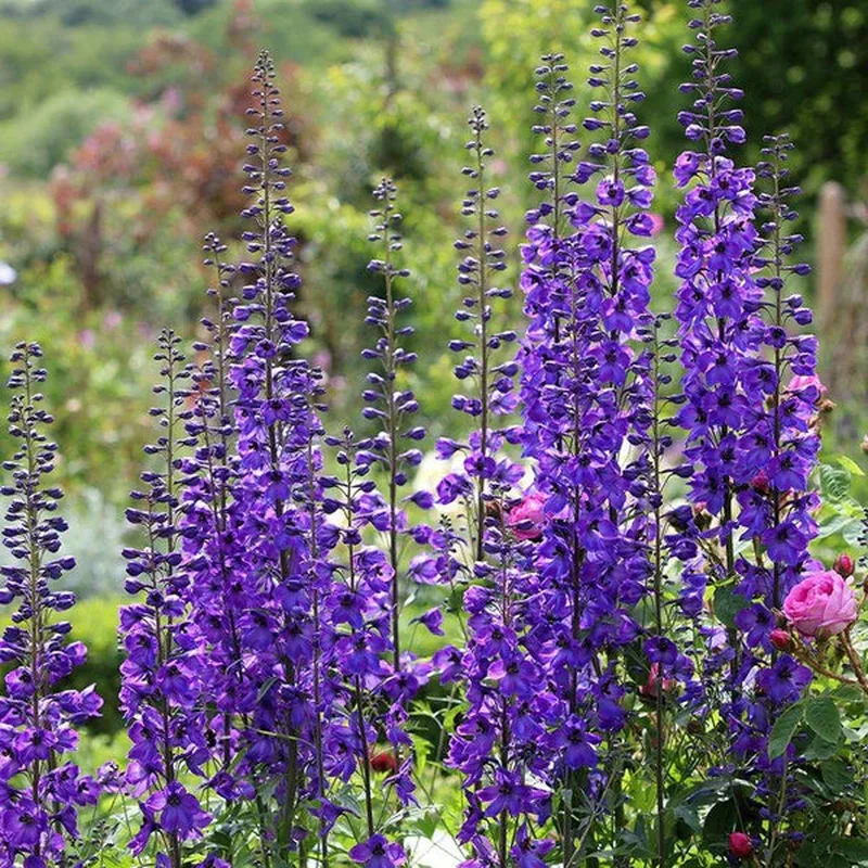 Delphinium Black Knight p.h.