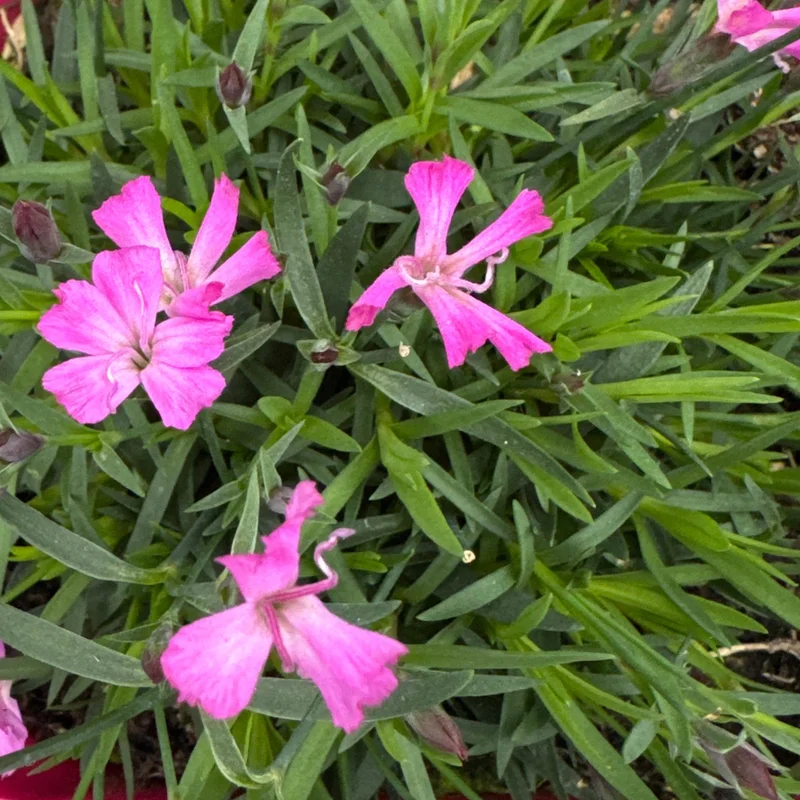 Dianthus Kahori 2L