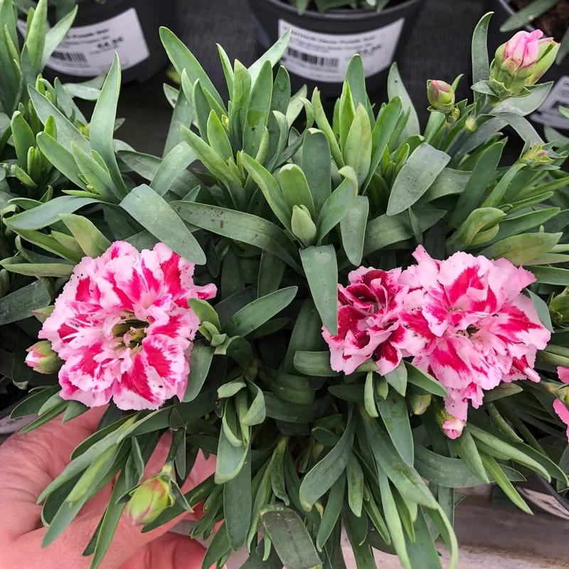 DIANTHUS Oscar Purple Star