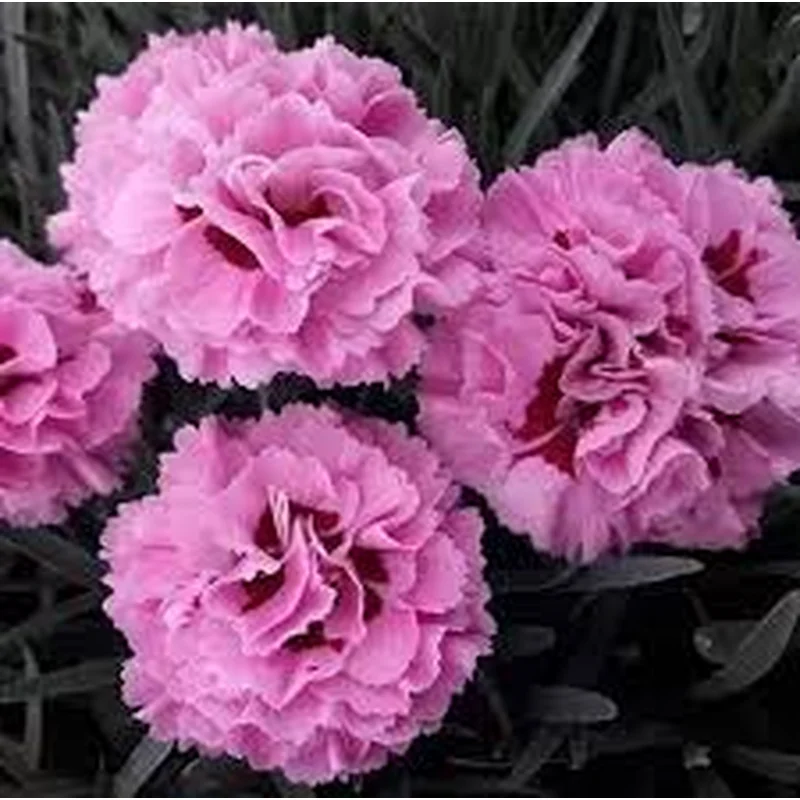 DIANTHUS Pink Ruffles