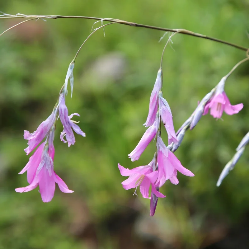Dierama pul. Mixed