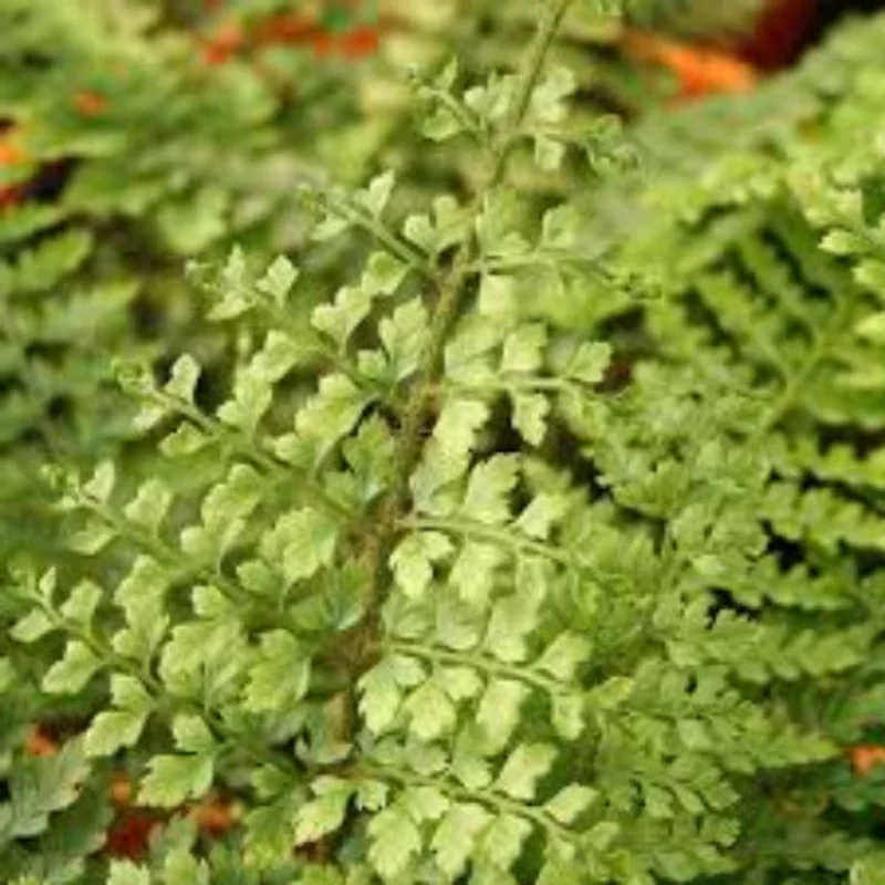 Dryopteris f.m. Linearis Poly