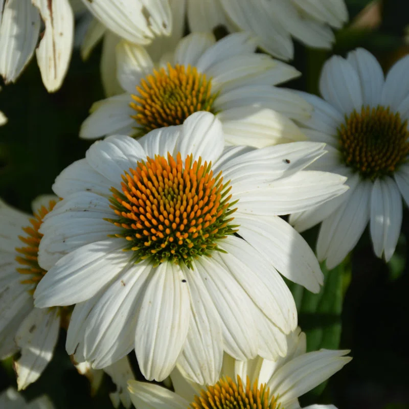 ECHINACEA ‘POWWOW WHITE’