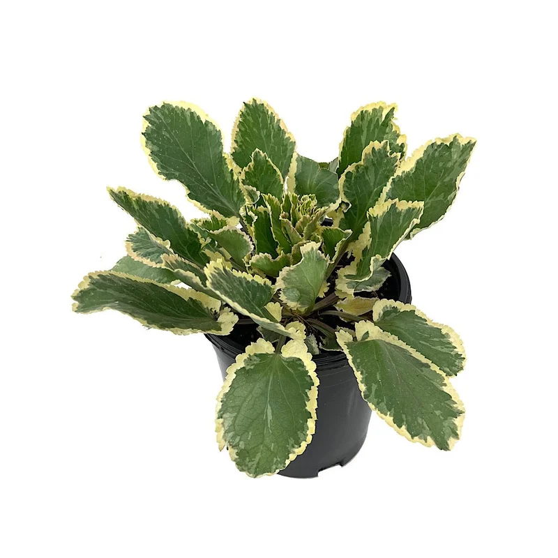 Eryngium ‘Jade Frost’