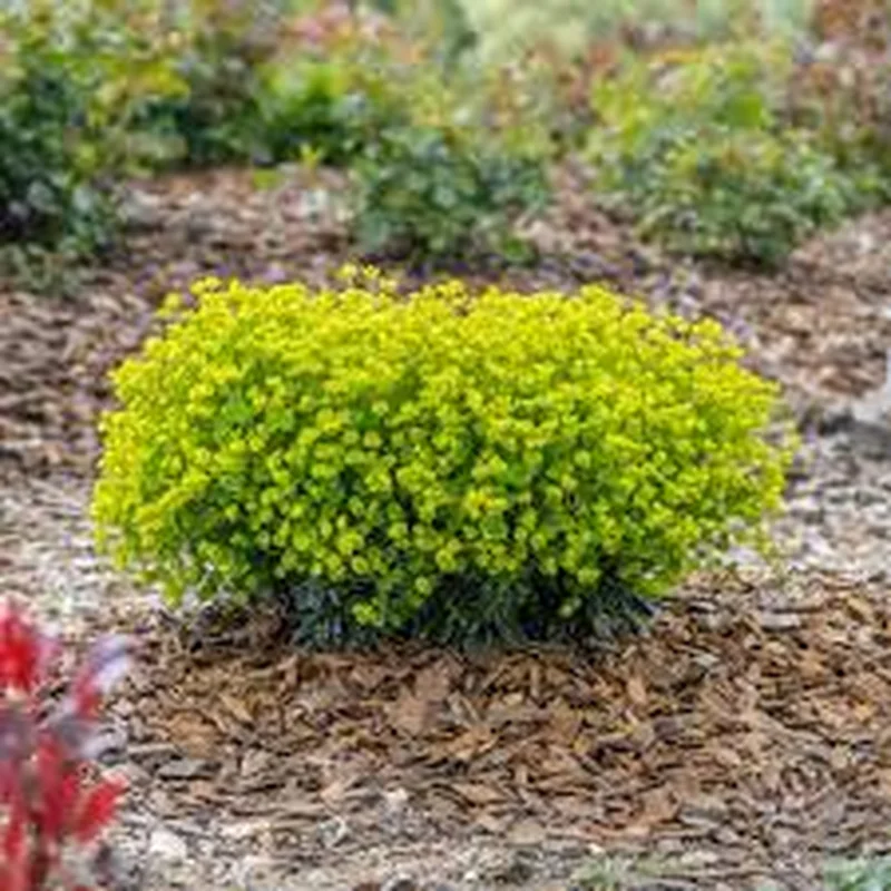 Euphorbia x mart. Ascot Petite